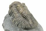 Large, Mutli-Toned Pedinopariops Trilobite - Mrakib, Morocco #253701-5